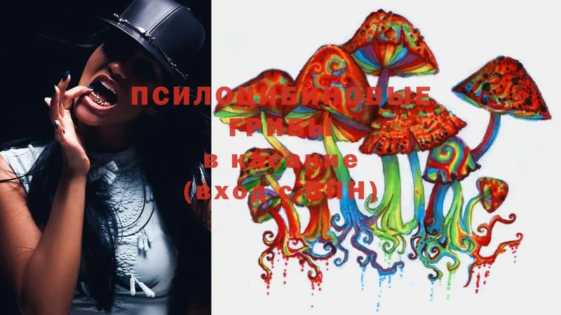 Псилоцибиновые грибы Psilocybe  Колпашево 